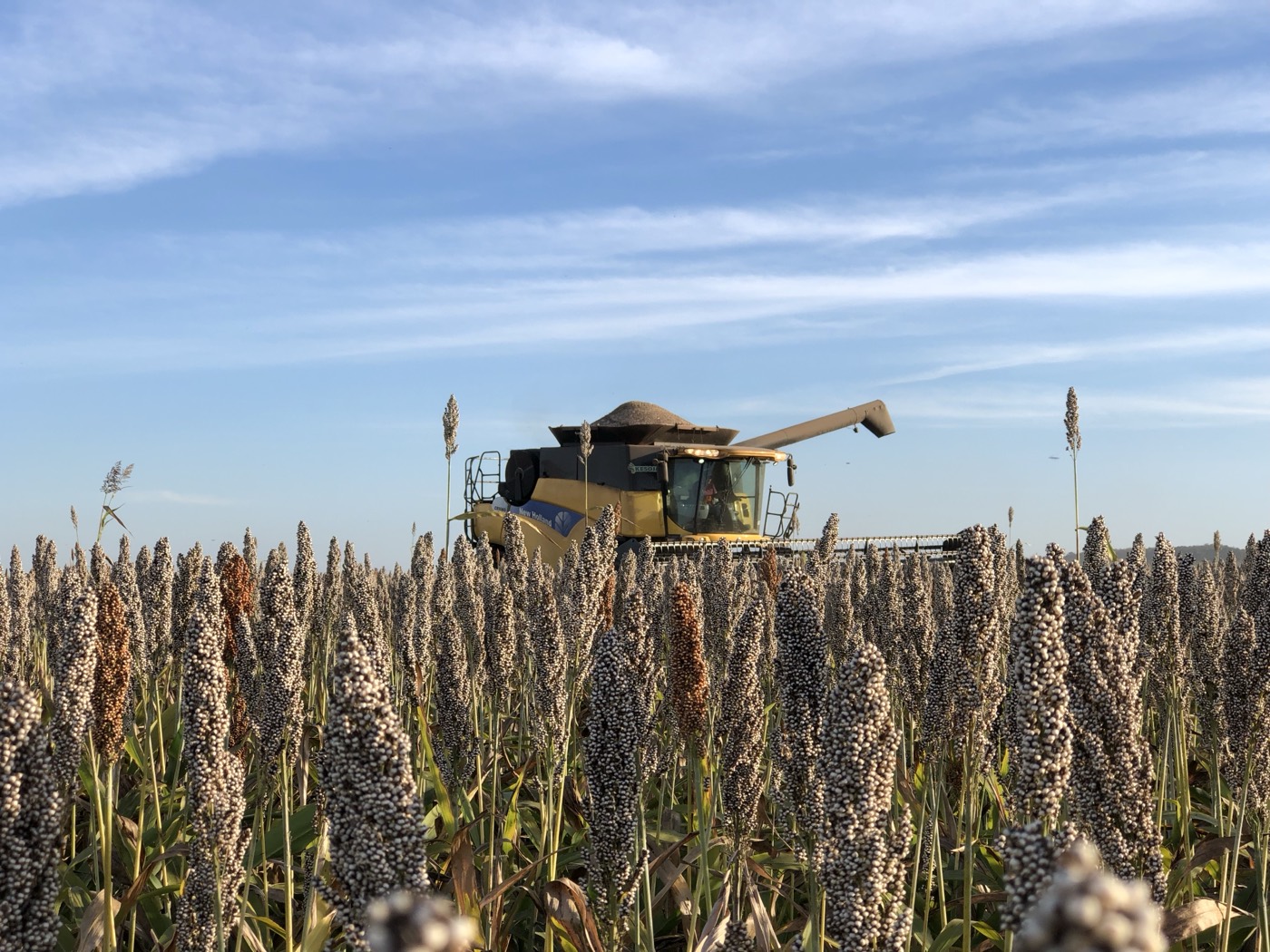 Sorghum harvest, Cerrado (Tocantins)