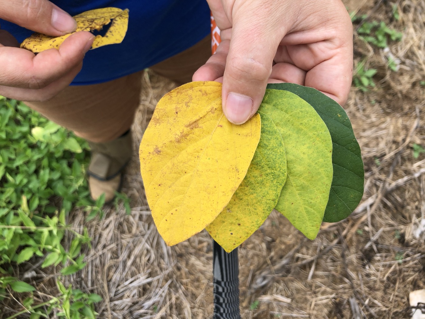 Soybean leaves across growth phases