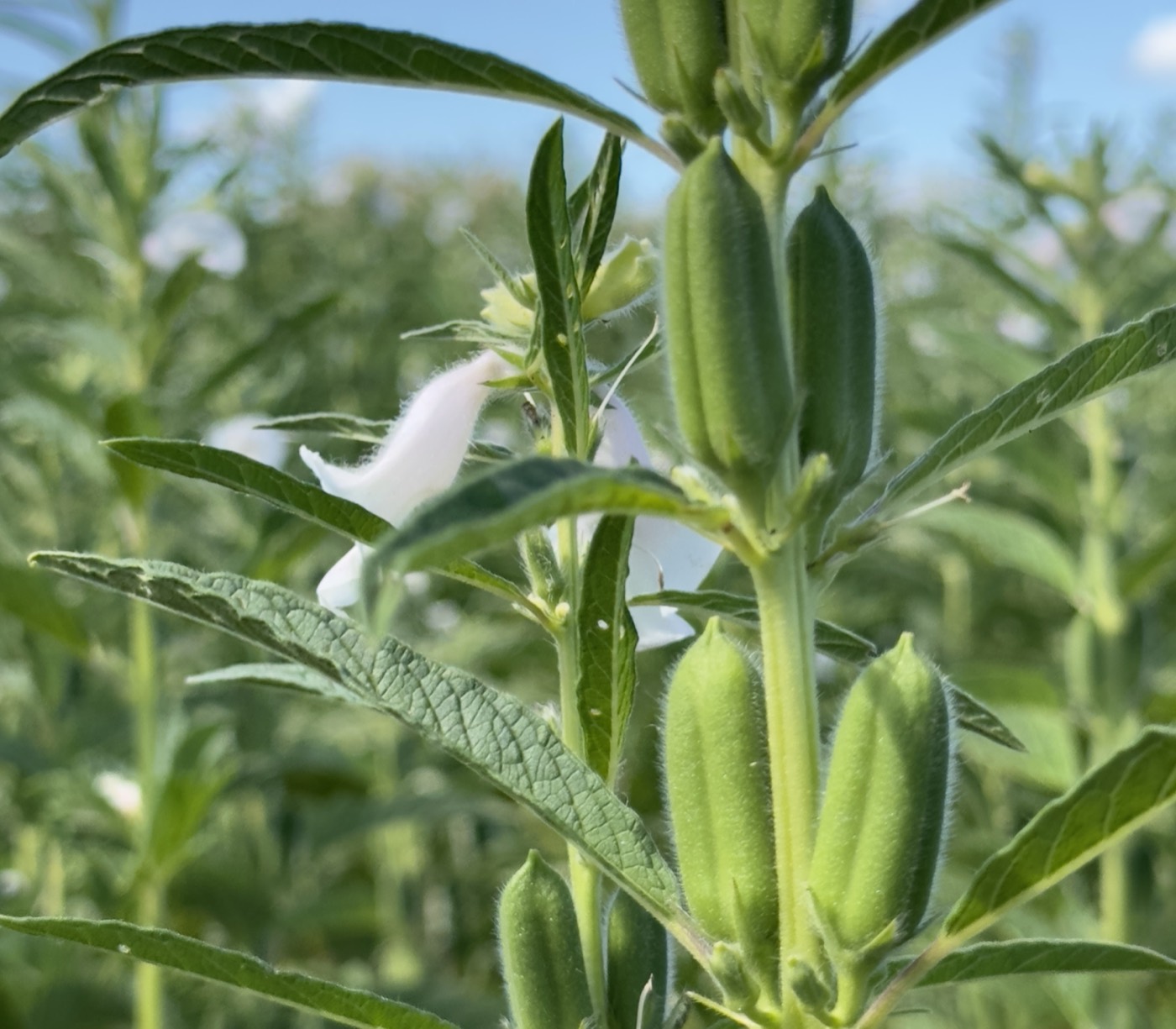 Sesame in flower